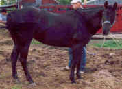 0621babe1scan.jpg (108355 bytes)