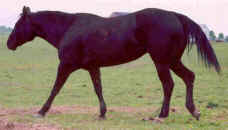 0621babe2scan.jpg (69831 bytes)